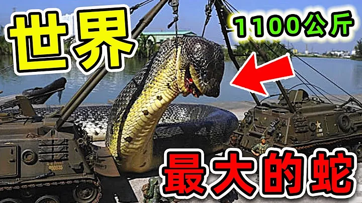 全世界最大的10條超級巨蛇！第一名重量超過1100公斤，把鱷魚當做食物吃。|#世界之最top #世界之最 #出類拔萃 #腦洞大開 #top10 #最大的蛇 - 天天要聞
