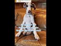 funny  in dog- #adog #cutedog #funnyindog #catanddog