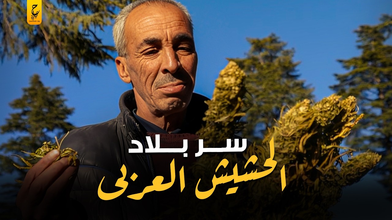 حقائق عن تجارة الحشيــش في المغرب