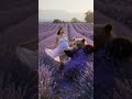 Playful Moments in France’s Lavender Fields!🐻🤰👶