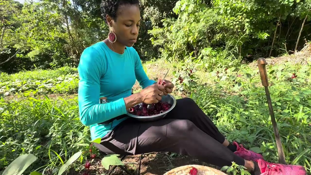 Щавель — карибская рождественская традиция | От семени до чашечки | One One Cocoa