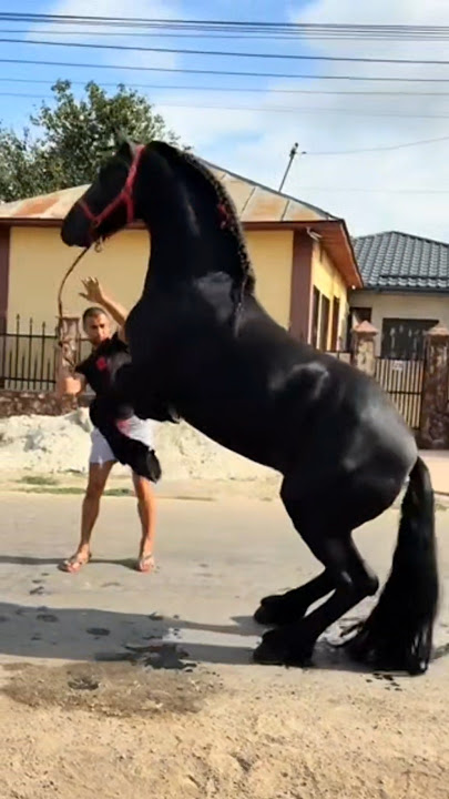 Beautiful horse #horse