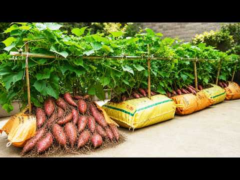 I Grew Sweet Potatoes in Bags on My Rooftop – Look at the Harvest!