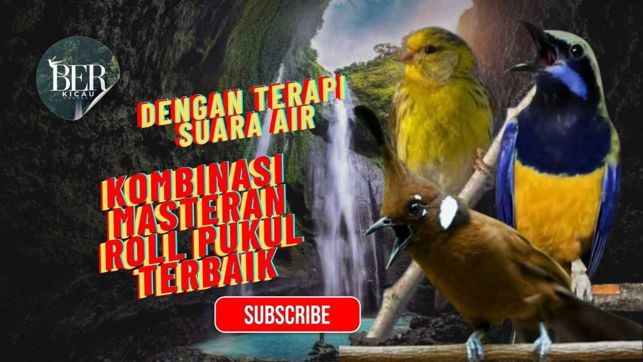 KOMBINASI MASTERAN ROLL PUKUL TERBAIK || CILILIN vs CUCAK vs KENARI CUNGKOK DENGAN TERAPI SUARA AIR