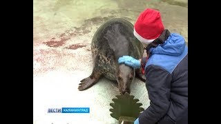 Обитатели Калининградского зоопарка получили новогодние подарки Обитатели Калининградского зоопарка получили новогодние подарки