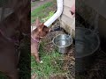 Beans is very excited about water