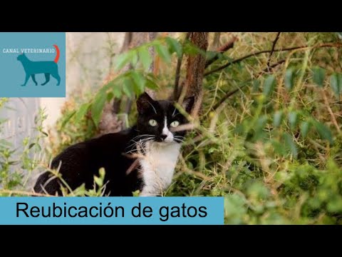 Video: El Alcalde De Roma Interviene Para Rescatar Una Colonia De Gatos