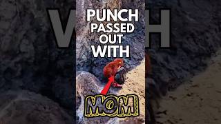 Punch Monkey Curled Up with Plushie Mom