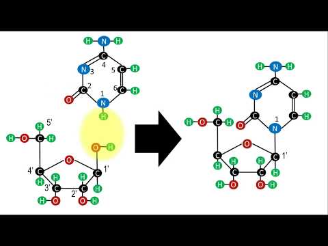 Video: ¿Cuál es la abreviatura de desoxiguanosina-5'-difosfato?