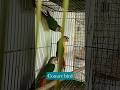 green chick#conure#short video