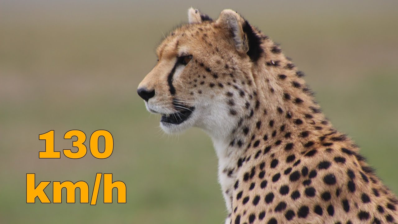 What sound does a cheetah make? | guepard sound 4K - YouTube