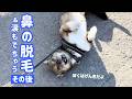 チャーリーの鼻の脱毛その後とサラサラ涙が出てくる