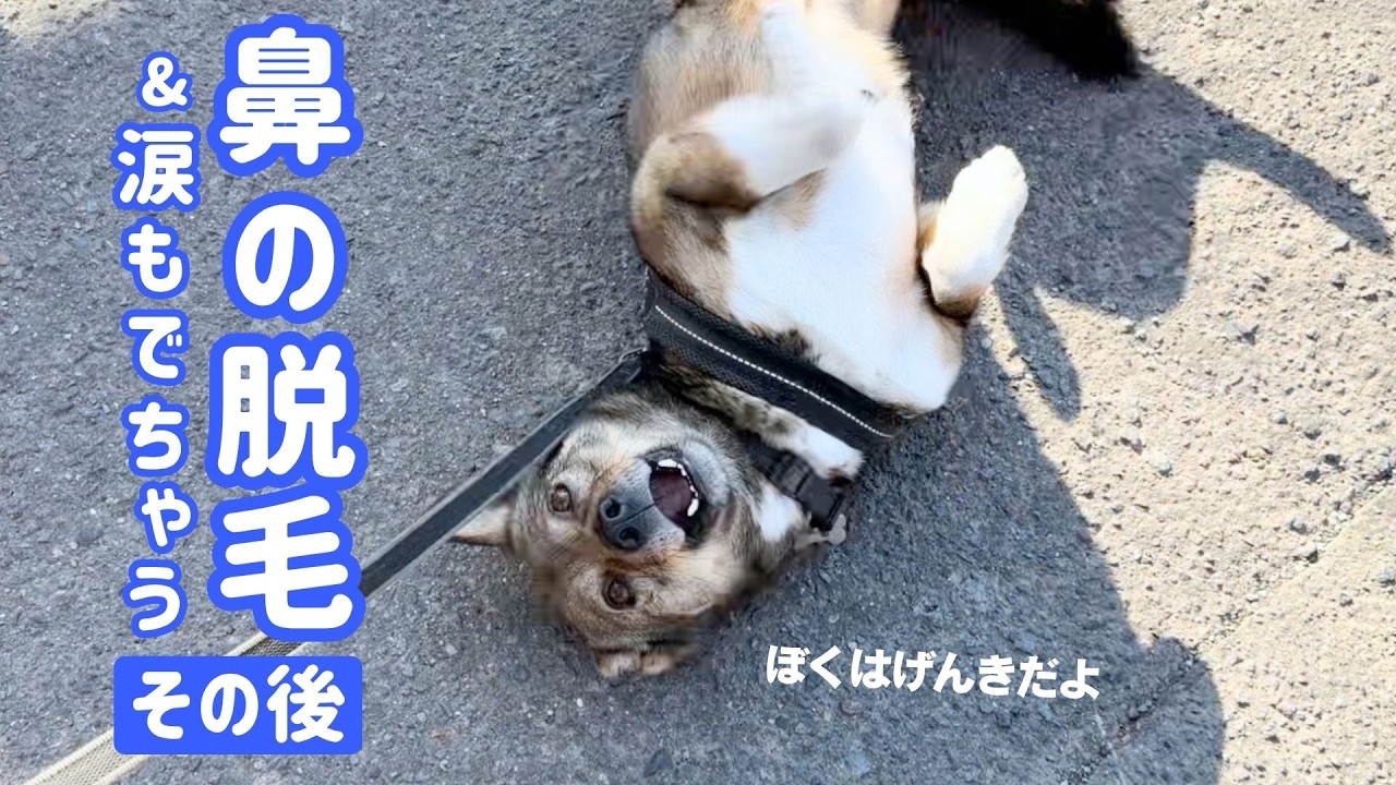 チャーリーの鼻の脱毛その後とサラサラ涙が出てくる