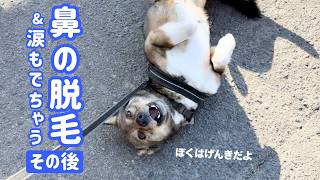 チャーリーの鼻の脱毛その後とサラサラ涙が出てくる