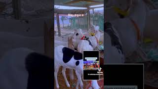 Le business des ladoums est extrêmement rentable #goat #ladoum #bull #cow #senegal