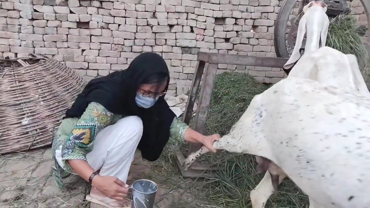 Goat Milking By Hand Beautiful Girl ll Cow Milking aliza sehr vlog