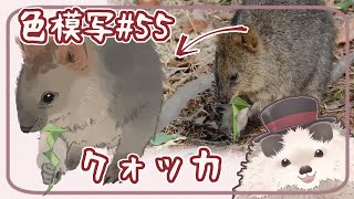 【一緒に朝活】色模写の火曜日＃５５【ゆる～くお絵描き】