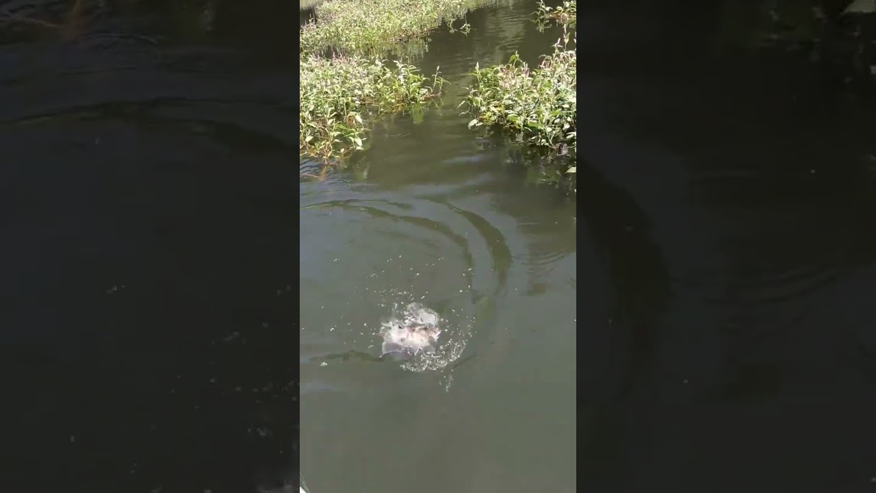 Punching the vegetation. On the search for the monster bass that lurks this lake. 