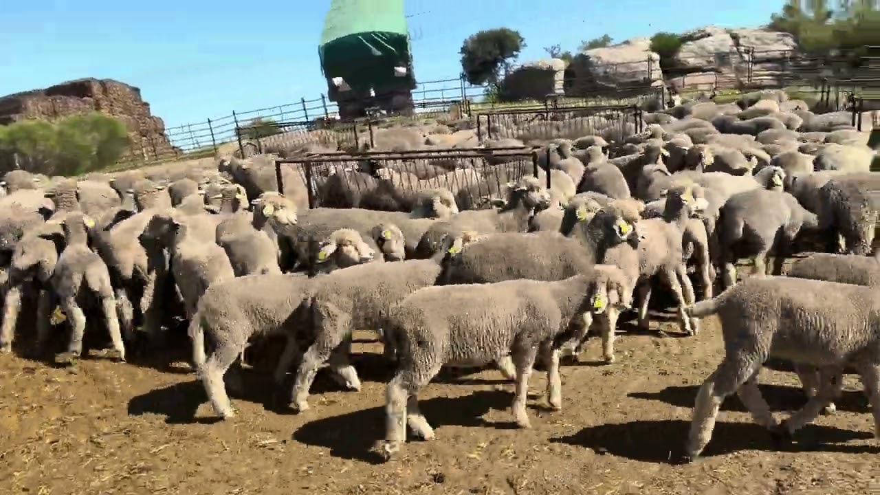 Se ponen en venta Merinas Top