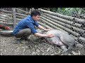 A sow is about to give birth. Drying cassava for livestock. Robert | Green forest life