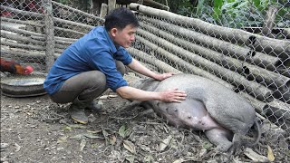 A sow is about to give birth. Drying cassava for livestock. Robert | Green forest life