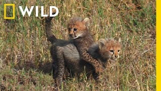 Gepardzica zabrała młode na lekcję polowania!  | Drapieżnik kontra ofiara