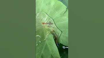 #tin3phut Anh thanh niên kịp thời dài kiểu chú cá mắc cạn trên lá ￼￼