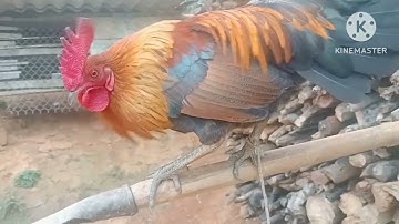 muag qaib dib/LH 0377956470/ bán gà mồi mã vàng