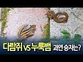 다람쥐-누룩뱀 대결 결과는…설악산 촬영 영상 눈길 / 연합뉴스 (Yonhapnews)