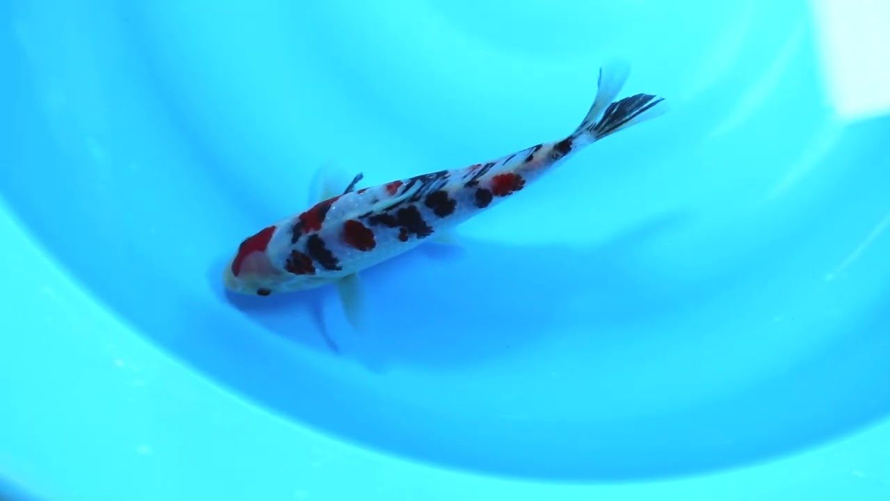 第5回ライブ鯉カップ Part I】260208-063の出品鯉のご紹介！！ - YouTube