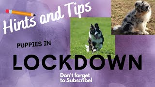Puppies in Lockdown! (Hints and tips)