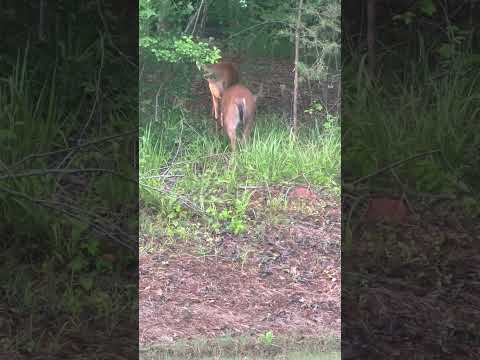 #alabama #nature #deerhunting
