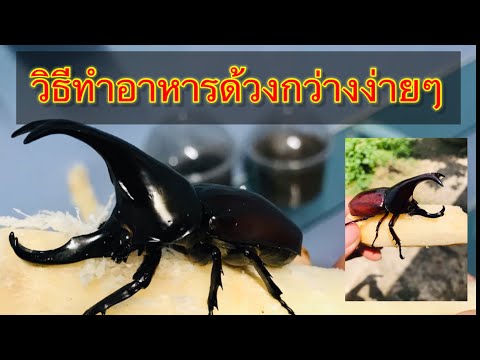 วิธีทำอาหารหนอนด้วงกว่างง่ายๆ