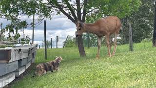 Cat Comes Across Deer For First Time by Jukin Media 10,947 views 2 years ago 42 seconds