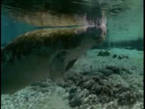 Vidéo: Les lamantins peuvent-ils vivre en eau douce ?