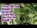 Кто из листьев инжира делает салфетки? Чем спасти инжир?