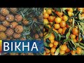 Екзотичний фермер! Як вдалося виростити тропічні фрукти на Київщині | Вікна-Новини