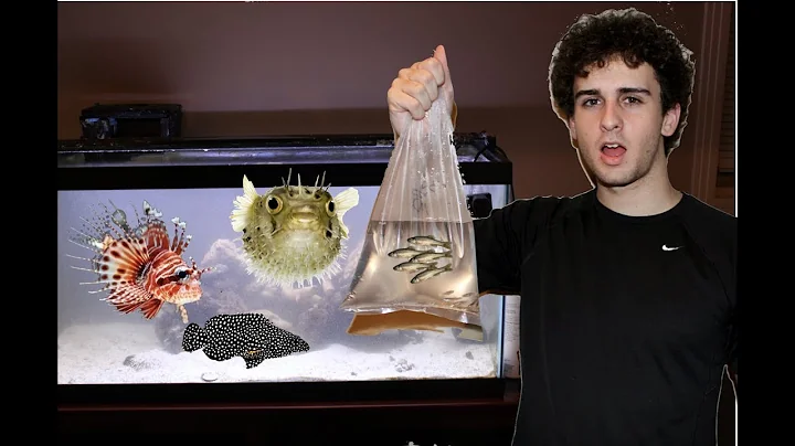 Pufferfish Lionfish & Grouper VS 100 Feeder Fish | Live Feeding