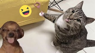 Try Not To Laugh Cats And Dogs Videos  - Best Funniest Animals Video 2024 #3