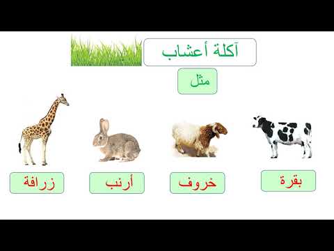 الحيوانات التي تأكل النباتات واللحوم تسمى