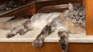 картинка: Это их дом 😱 😆 Коты на столешнице