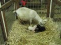 Pygora goat going through the actual birthing process