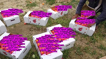 Apricot Detection, Realtime