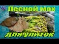 Лесной мох  для содержания гигантских улиток ахатин (аchatina ) и архахатин