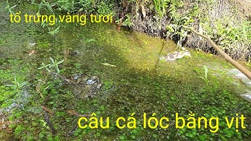 Câu cá lóc bằng vịt # gặp ổ trứng vàng tươi # tim ăn mùa dịch  || Phương fishing , hunting trap