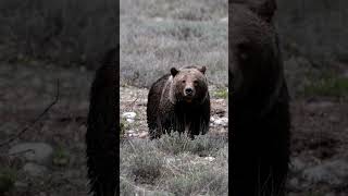 Grizzly Bear 399 &amp; cub-Photography-Jackson/Grand Tetons/Yellowstone/#shorts #wildlife #best #bear