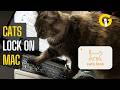 Macbook Won’t Be Typing Gibberish Now If Your Cats Walk Over It