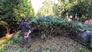 Blackberry Encampment Gets DESTROYED By A Man &amp; Weed Eater! Stihl FS-461
