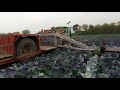 Полумеханизированная уборка капусты краснокочанной в Голландии