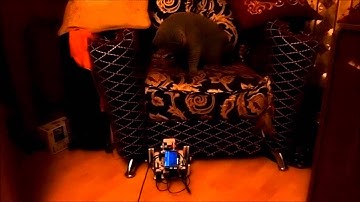 lego mindstorms track powered by raspberry pi versus cat (p.2)